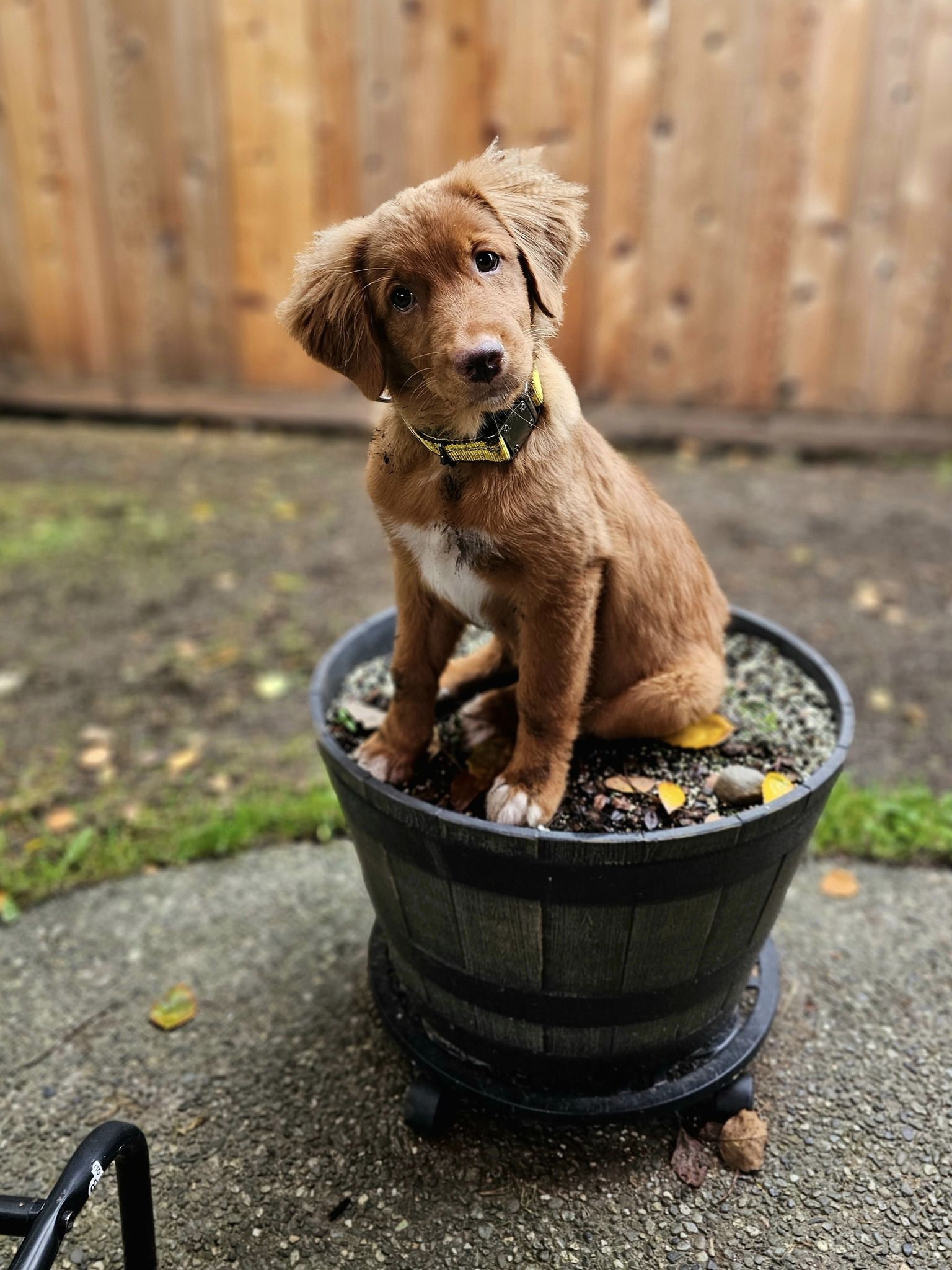 A Red Toller puppy wearing a yellow collar is sitting in a large half barrel flower container looking at the camera.