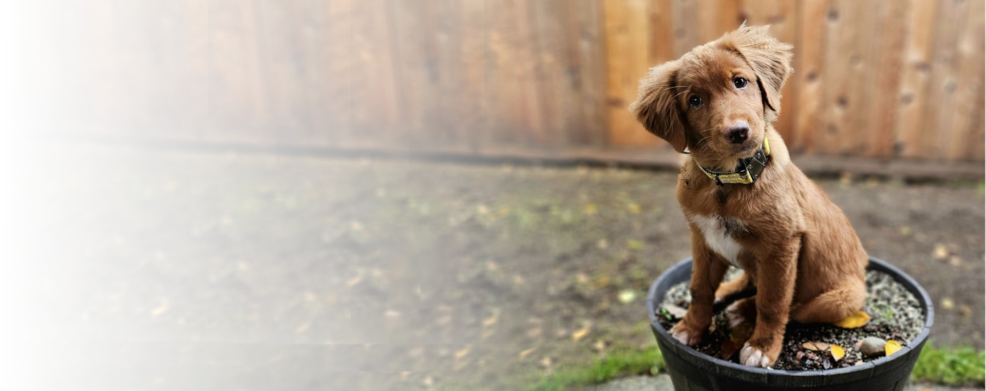 A Red Toller puppy wearing a yellow collar is sitting in a large half barrel flower container looking at the camera.