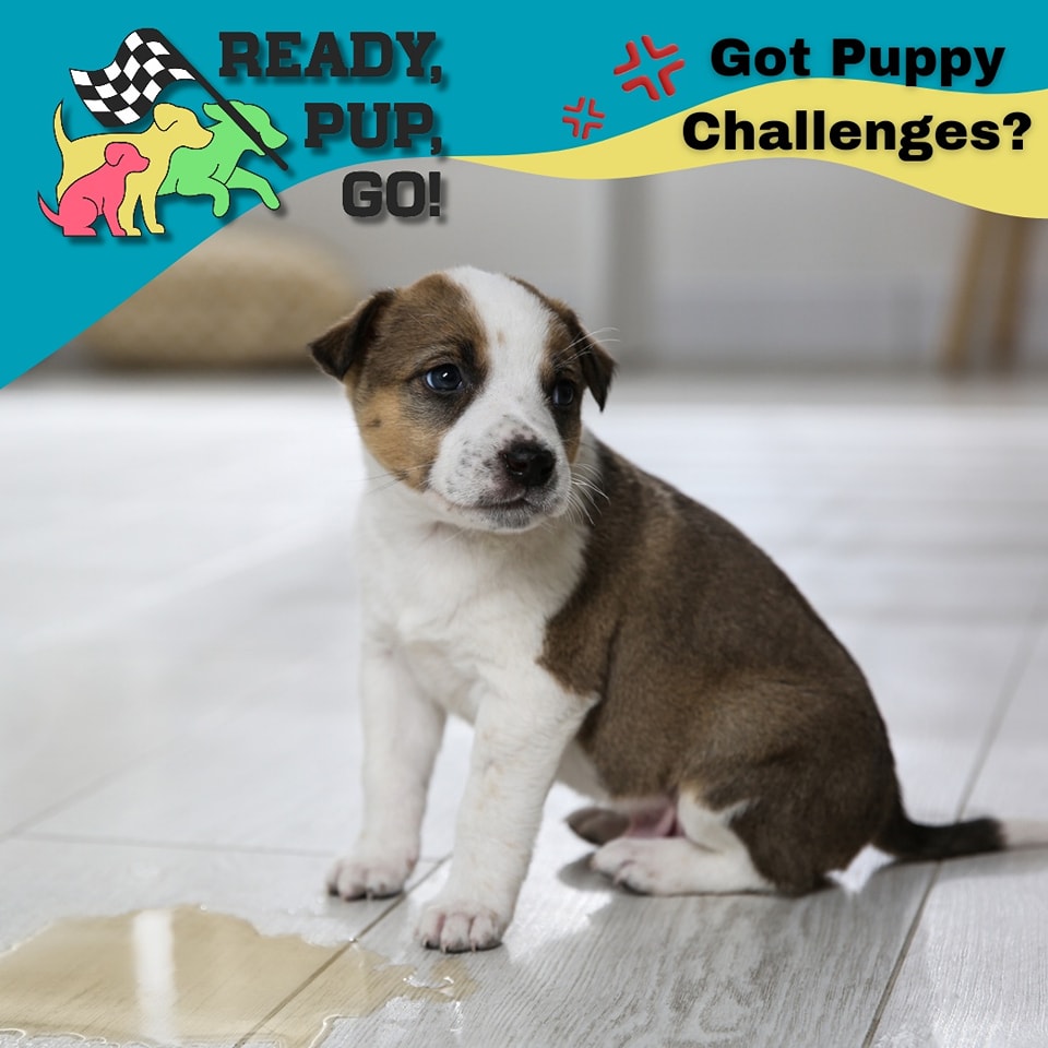 Puppy Potty Training Effective Strategies Ready Pup Go